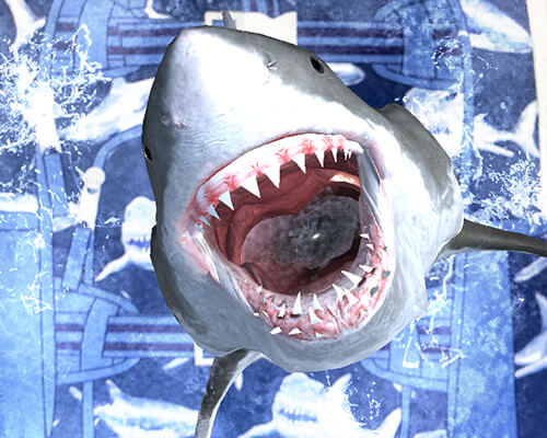 2018Shark